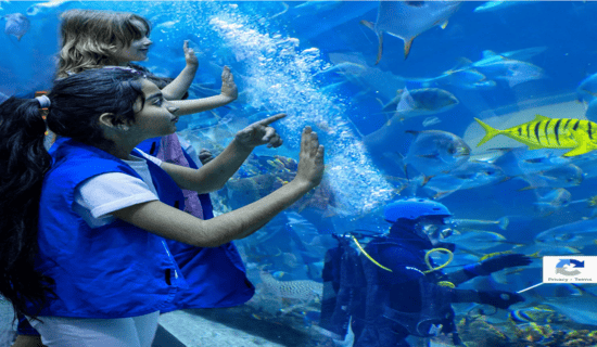 Dubai Aquarium & Underwater Zoo Deals