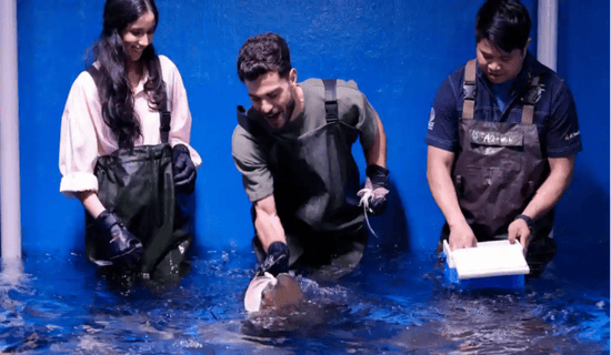 Dubai Aquarium & Underwater Zoo Offers